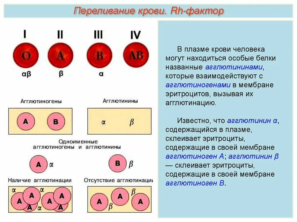 В эритроцитах человека находятся агглютиногены. Виды крови у человека. агглютиногены на мембране эритроцитов. агглютинины в плазме.