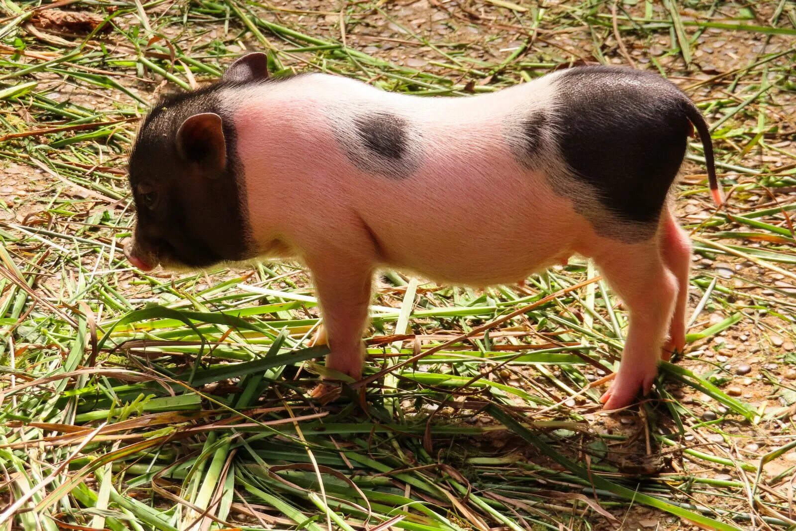 Свинья с друзьями. Пятнистая свинья. Pig 1. Pig 1. Pig 1.