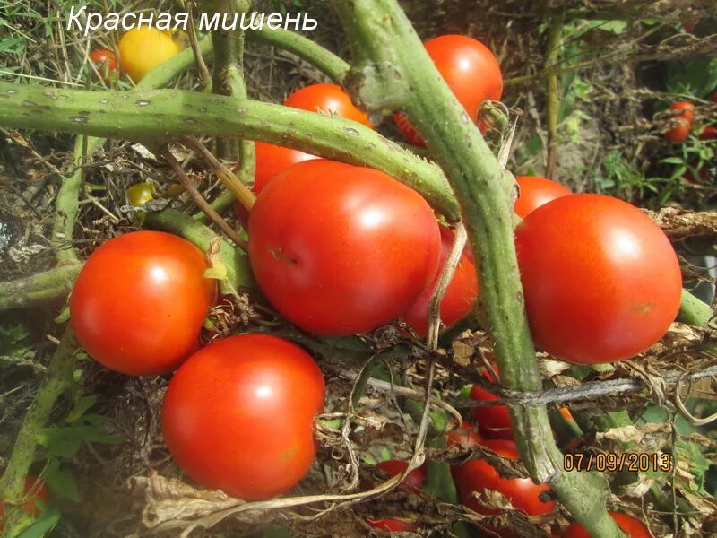 Помидоры краса. Томат красная мишень. Сорт томата красная мишень. Сорт помидор красная стрела. Семена томат красная стрела.