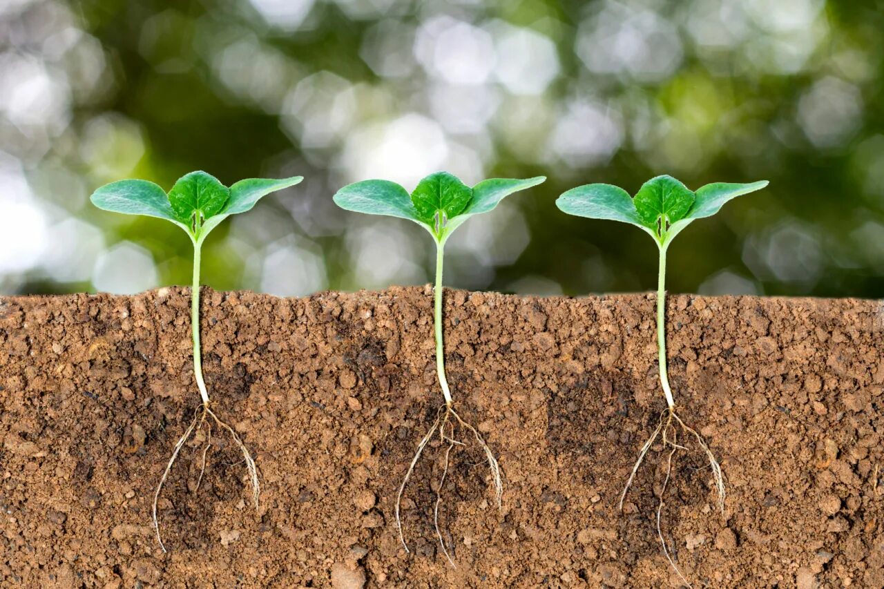 Рост растений. Медленно растущие растения. Рост растений. Росток. Plants in ground.