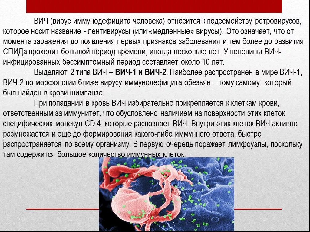 Значения вич. Вирус ВИЧ. HIV-вирусы (лентивирусы). Вирус иммунодефицита человека относится. ВИЧ формирование иммунодефицита.