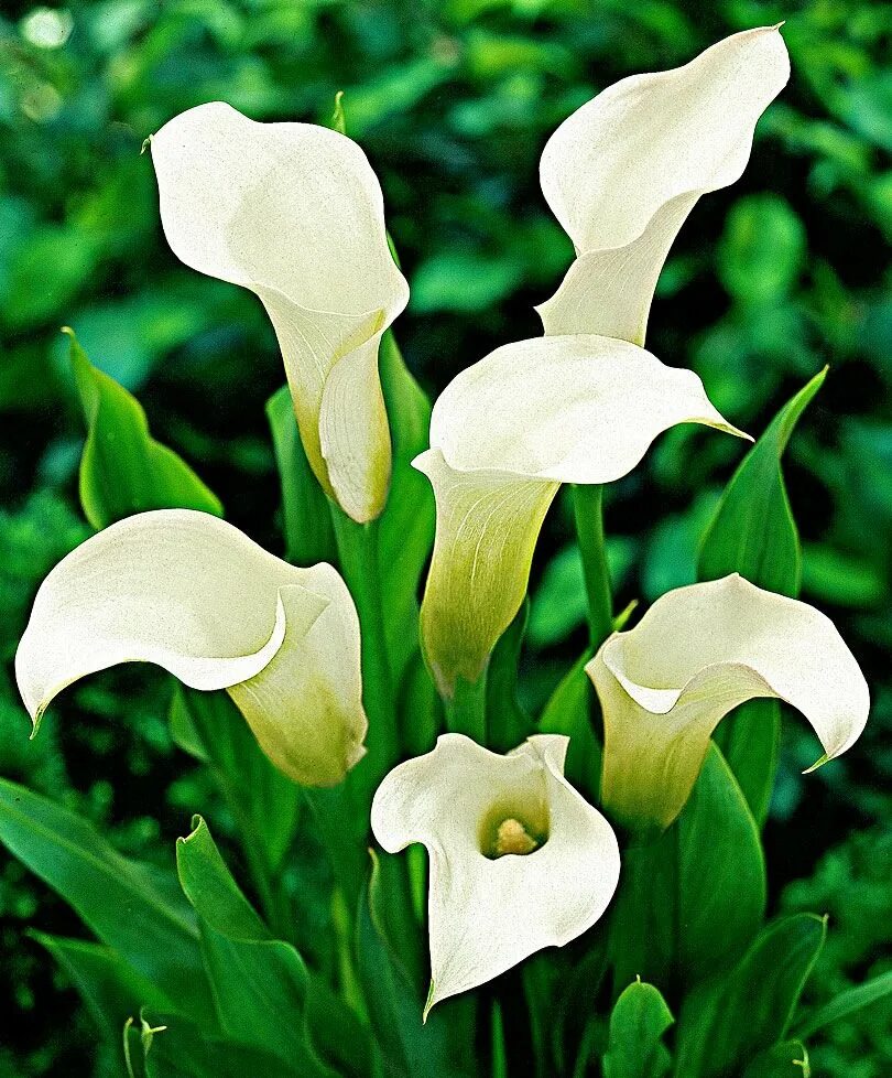 Зантедеския (Калла) (Zantedeschia). Калла(Zantedeschia) albomaculata. Калла белая Зантедеския. Калла Блэк Айд Бьюти.