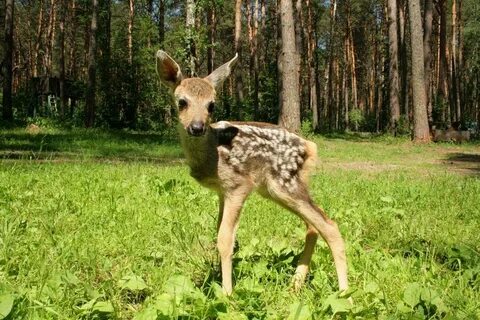 Косуля в казане