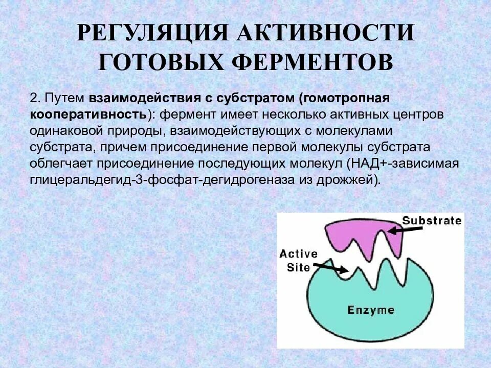 Гомотропная регуляция активности ферментов. Механизмы регуляции активности ферментов биохимия. Регуляция ферментативной активности биохимия. Быстрая регуляция активности ферментов. Ферментативная активность микроорганизмов