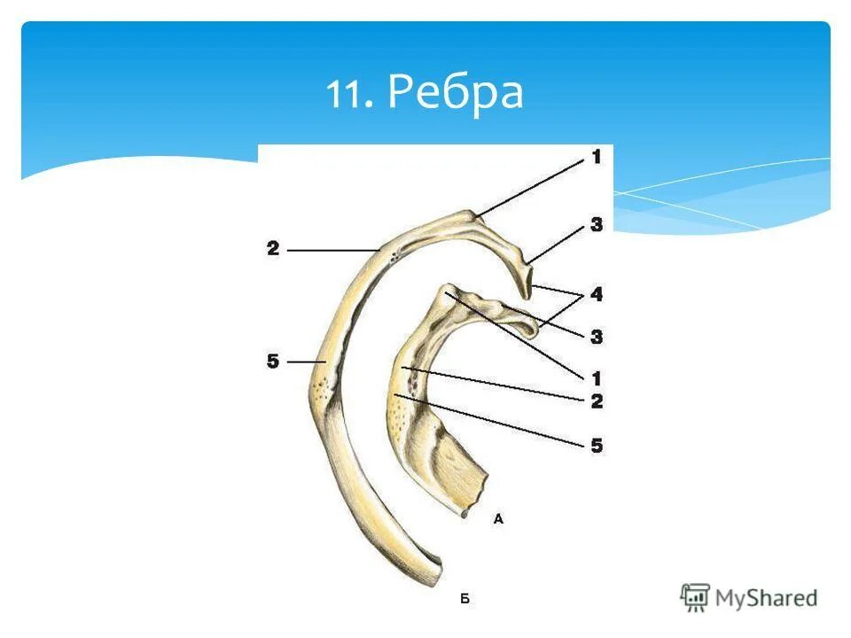 Ребро. Ребра человека. Внутреннее строение ребра.