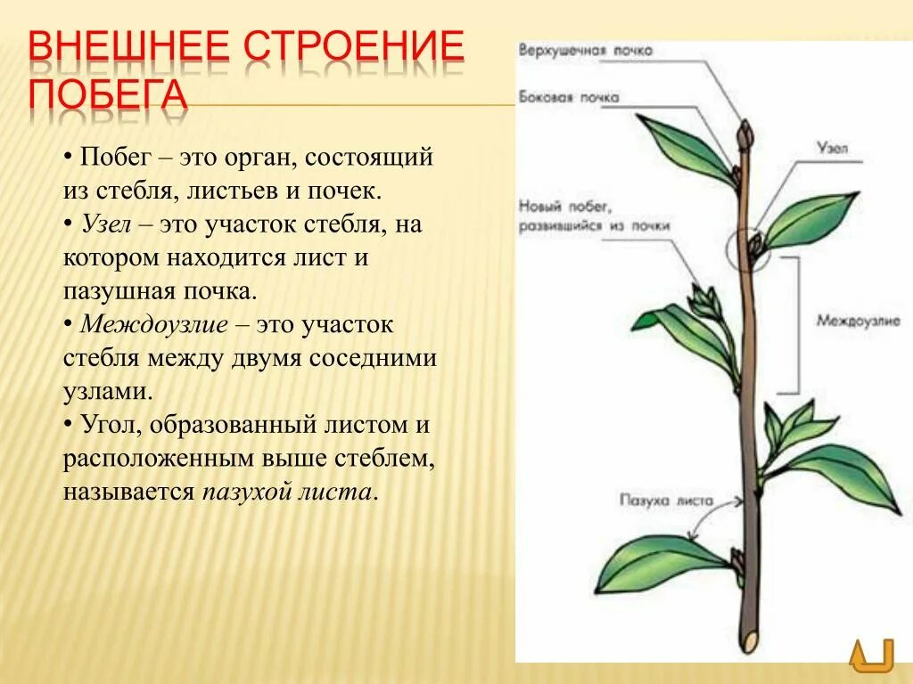 ПАЗУШНАЯ почка побег стебель. Строение побега ПАЗУШНАЯ почка. Ботаника побег лист стебель. Строение побега черешок. Побег состоящий из листьев почек называют