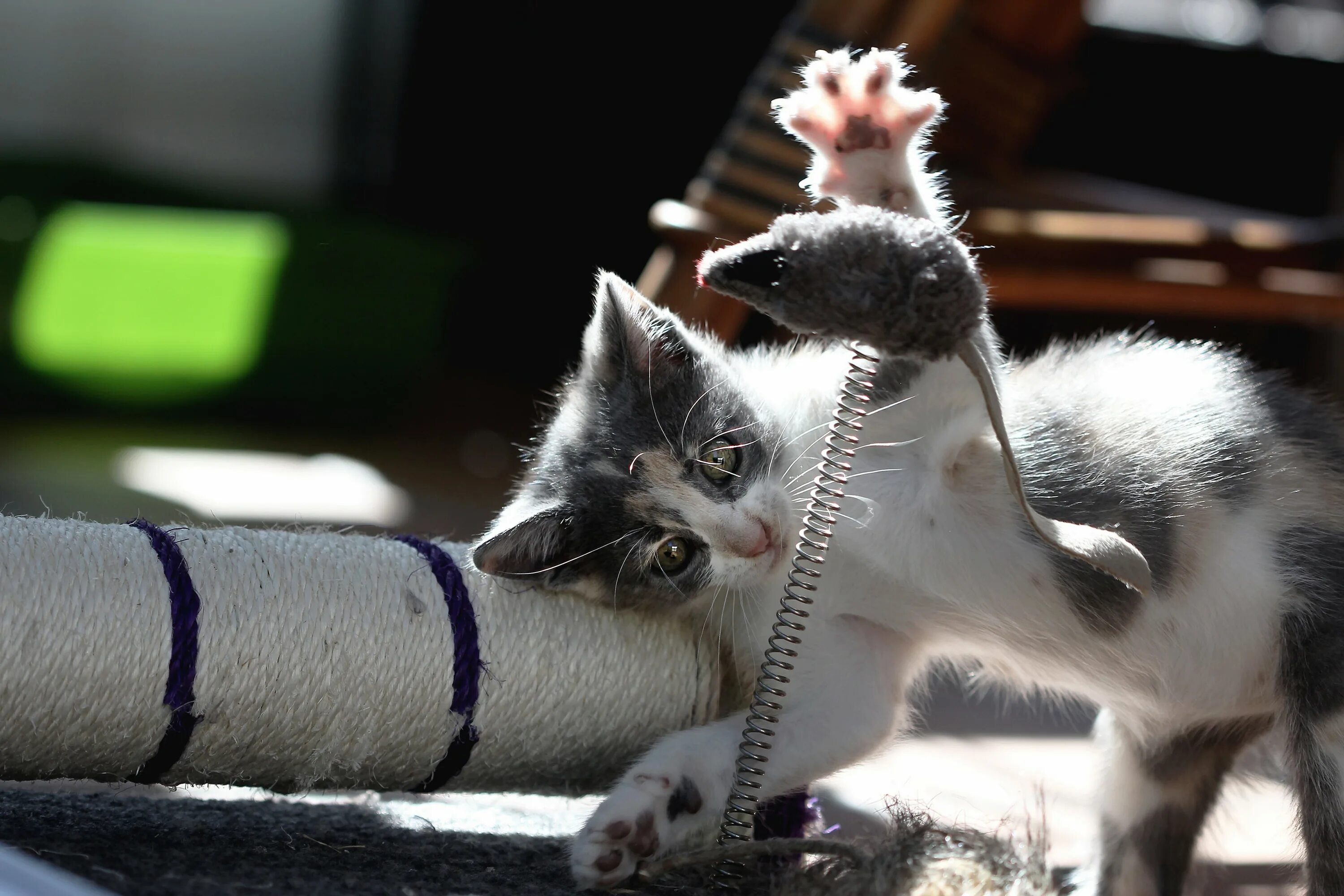 Котенок мышь. Котенок с мышкой. Игрушка котик. Кошка играется. Котята играются.