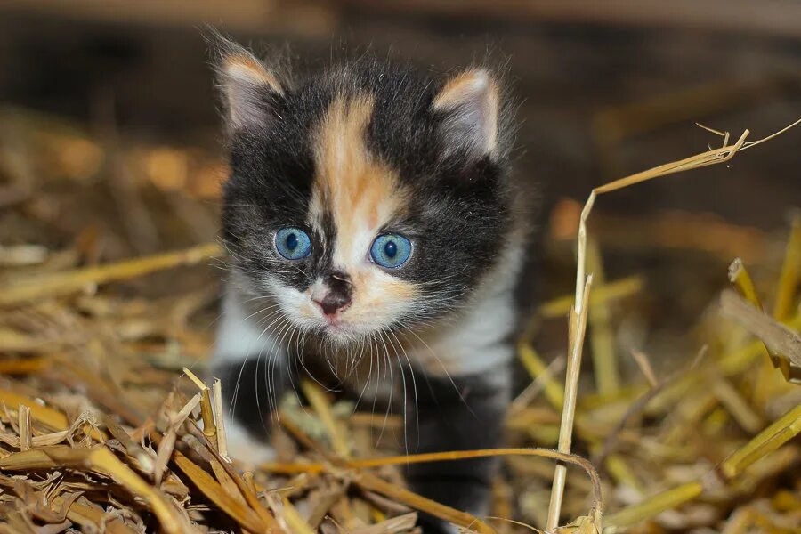 сибирская трехшерстная кошка. трёхцветная кошка мейн кун. трехцветный мейн куна котенок. рыже черно белый котенок. трехцветная кошка котенок.