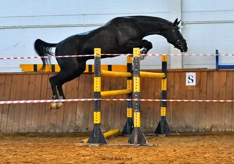 Horse sale