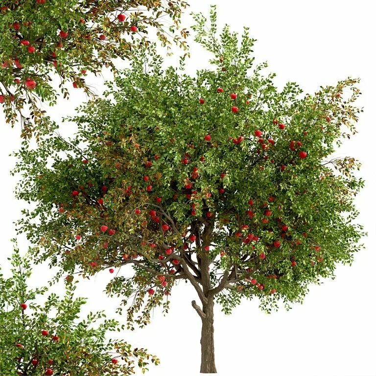 Яблоня. Модель яблоки дерево. Виноградное яблочное дерево. Китайское яблоко дерево. Яблоня дерево символ