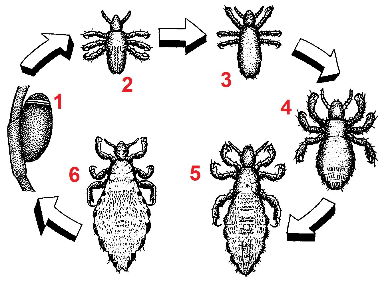 Самка головной вши рисунок. Pediculus humanus жизненный цикл. Жизненный цикл платяной вши. Цикл развития платяных вшей. Вошь платяная (Pediculus humanus humanus.