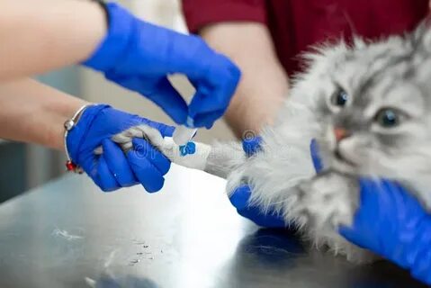 Подкожная инфузия кошке