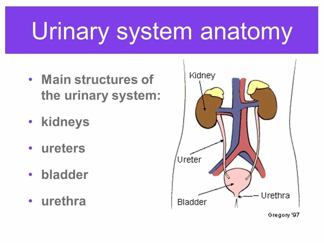 Urinary system. Urinary System Anatomy. Structure of Urinary. Urinary System structure. Urinary System Anatomy 10 класс.