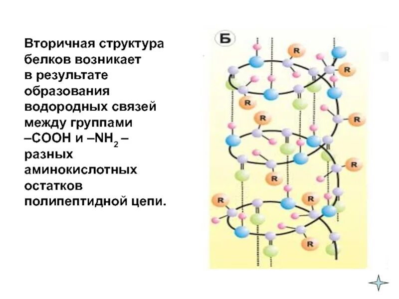 Альфа спираль вторичной структуры белка. Водородные связи в белках схема. Схема образования вторичной структуры белка. Вторичная структура белки химия. Б спираль белка