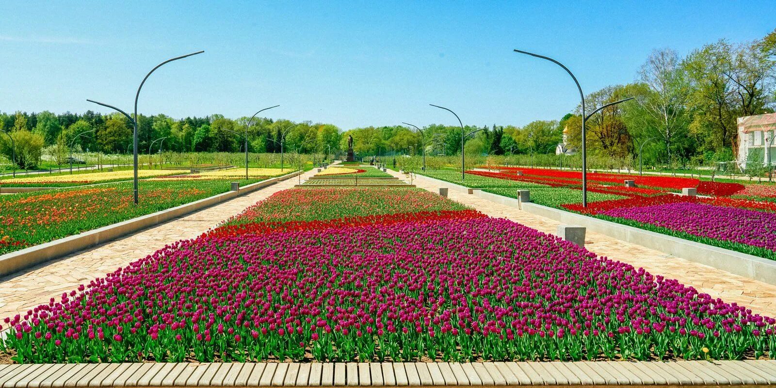 Поле цветов москва