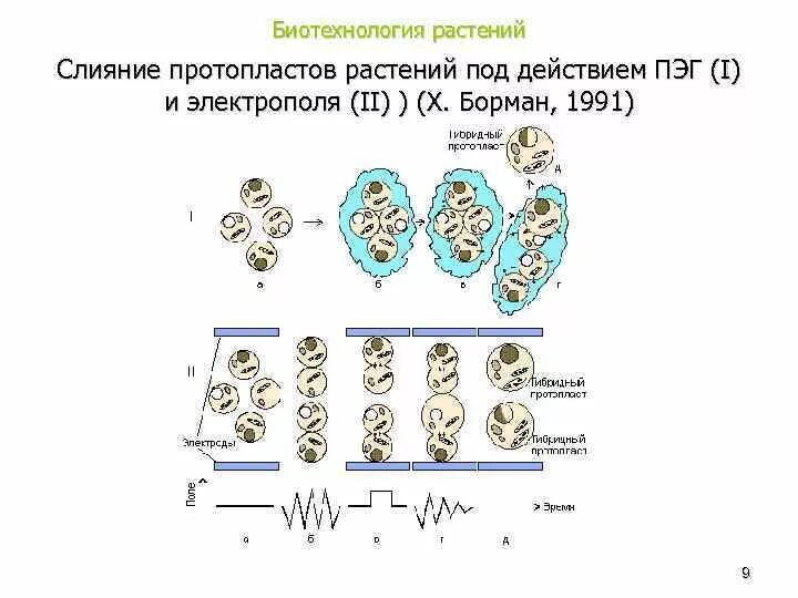 Биотехнология гибридизация. Способы слияния протопластов. Слияние протопластов схема. Физический способ слияния протопластов. Электрослияние протопластов.