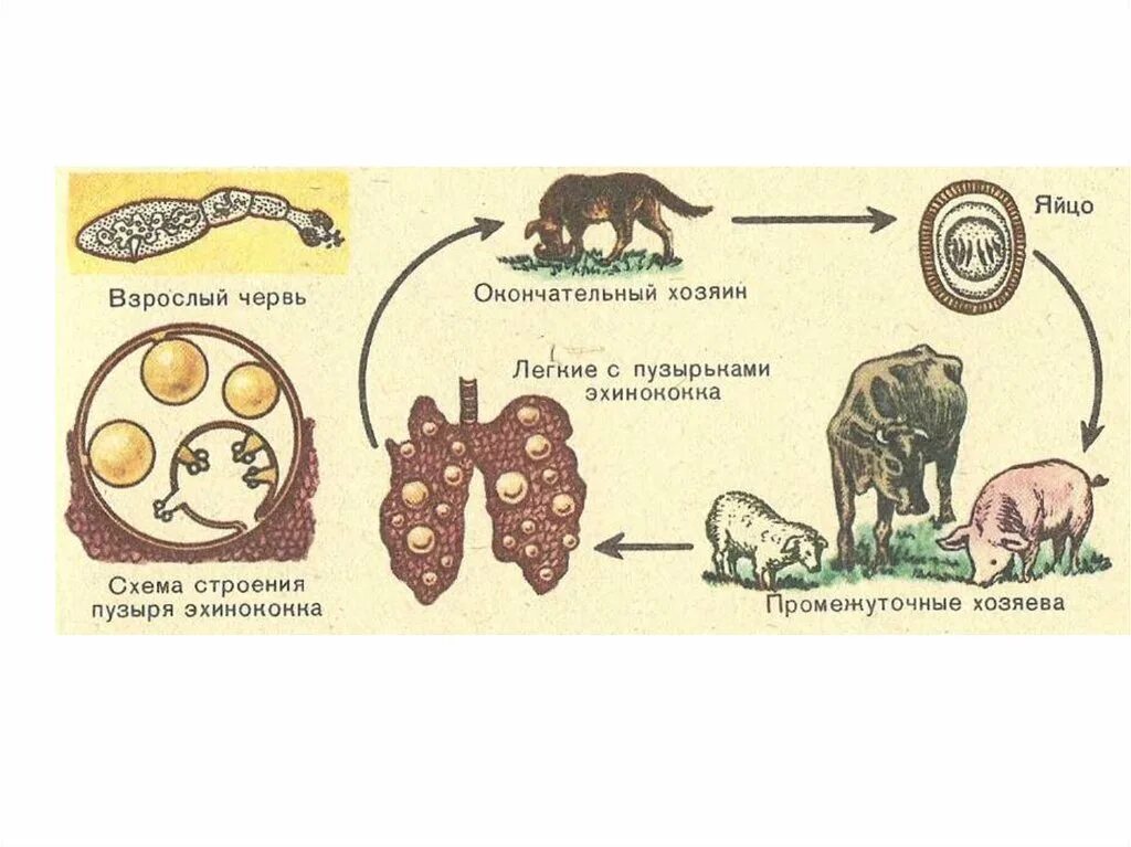 Можно ли считать человека промежуточным хозяином эхинококка. Цикл развития эхинококка схема. Эхинококк основной хозяин промежуточный хозяин. Стадии развития эхинококка. Личиночная стадия эхинококка.