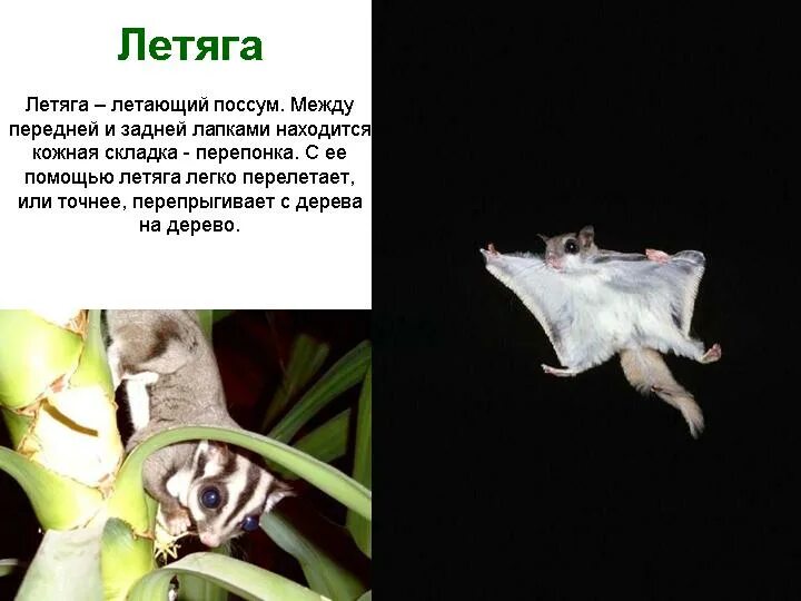 Японская летяга момонга. Белки летяги. Обыкновенная летяга. Японская летяга момонга. Белая белка летяга.