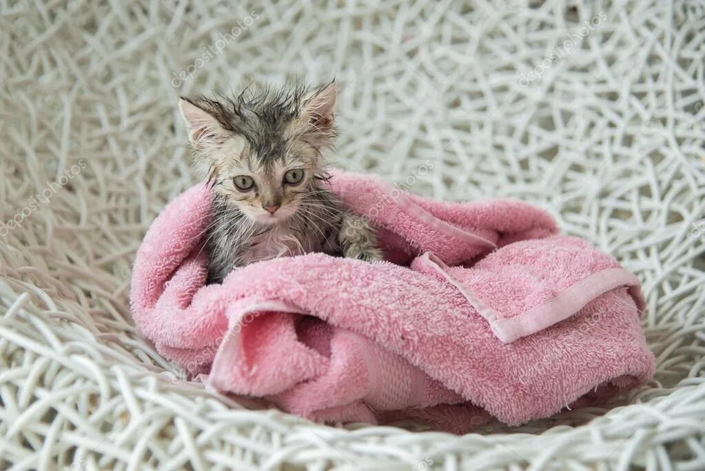 Кот в полотенце. Котенок в полотенце. Котик в пледеке после ванной. Котенок после ванны. Мокрый кот в полотенце.