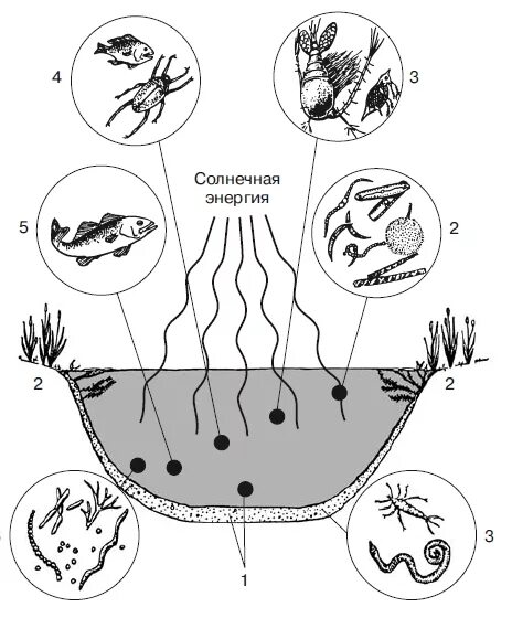 Морфологическая структура водоема. Схема трофической структуры водоема. Биоценоз пруда схема. Схема биоценоза пресноводного водоёма. Экосистема пруда схема.