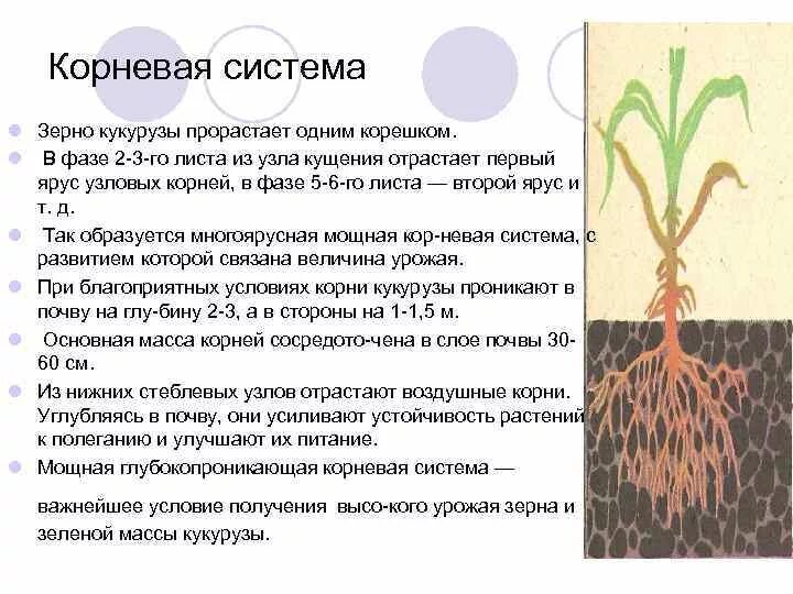 Корневая система кукурузы глубина. Строение корневой системы кукурузы. Мочковатая корневая система кукурузы. Тип корневой системы у кукурузы. Сколько лет корневой