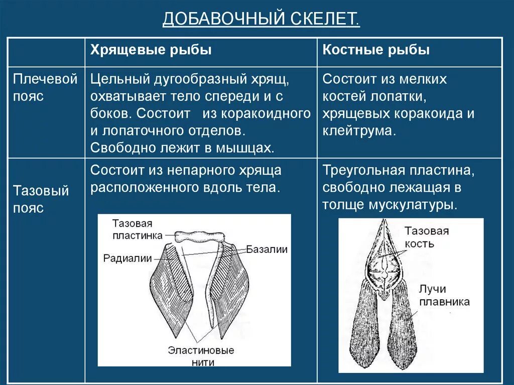 Скелет костно хрящевых. Скелет костно хрящевых