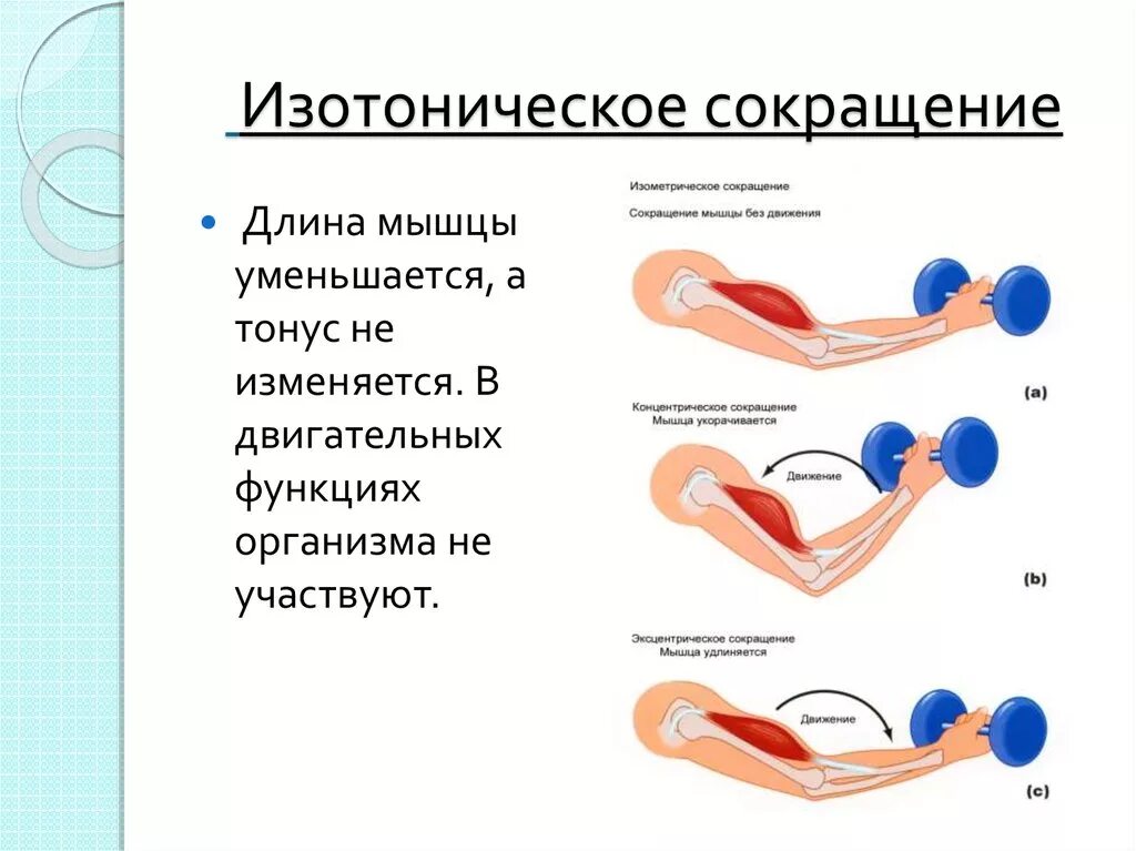 График работа мышц. Изометрический режим сокращения мышц это. Изометрическое и изотоническое сокращение. Изометрический режим сокращения мышц пример. Изотоническое сокращение мышц это.