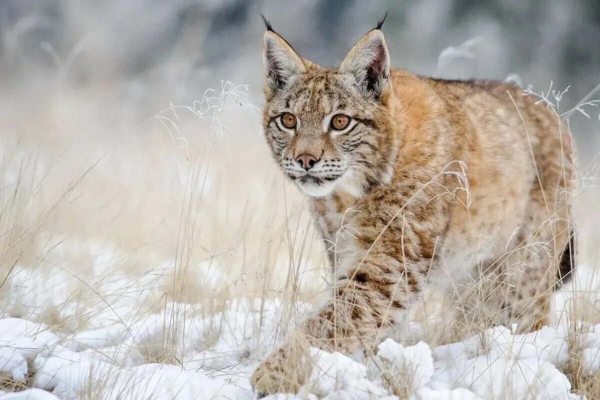 Пришли рыси. Рысь Линкс. Обыкновенная Рысь. Рысь - Lynx Lynx (Linnaeus, 1758). Рысь европейская обыкновенная.