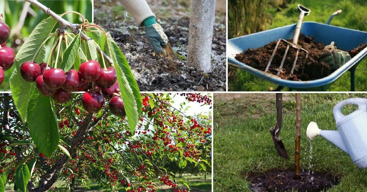 Во время цветения плодовых деревьев можно поливать. Черешня в саду. Полив черешни. Полив плодовых деревьев в садах. Полив вишни.