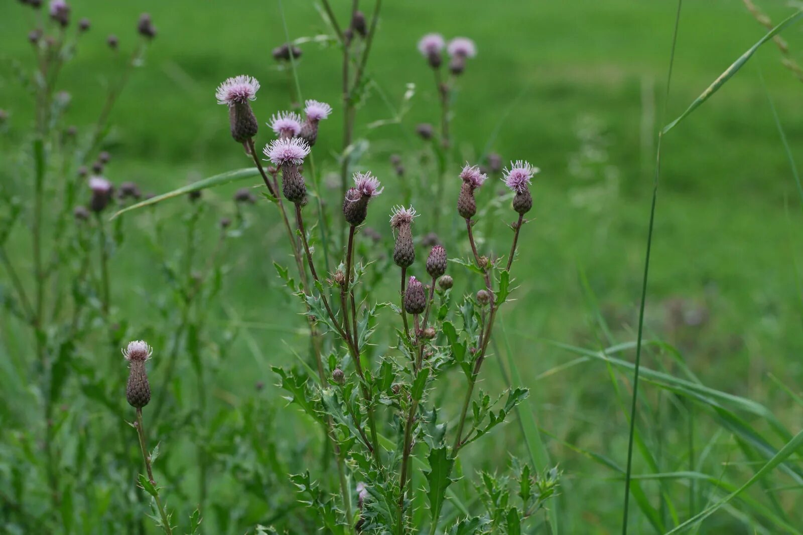 Сорняк обыкновенный. Бодяк полевой (осот). Бодяк полевой (Cirsium arvense). Осот розовый Бодяк полевой. Бодяк полевой (Cirsium arvense SCOP.).