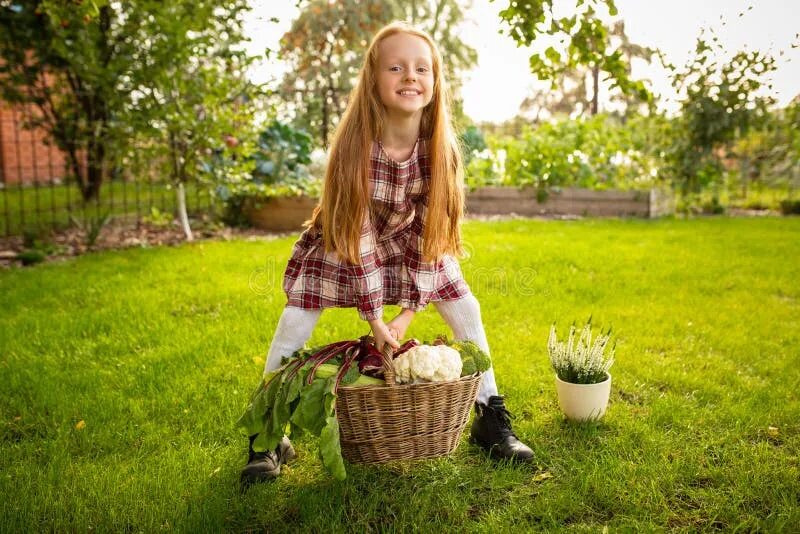 We are gathering apples in the garden