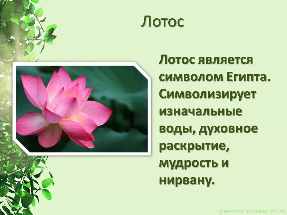 Растение символ страны. Символ растения. Растения символы разных стран. Цветы символы стран. Цветы символы государств.