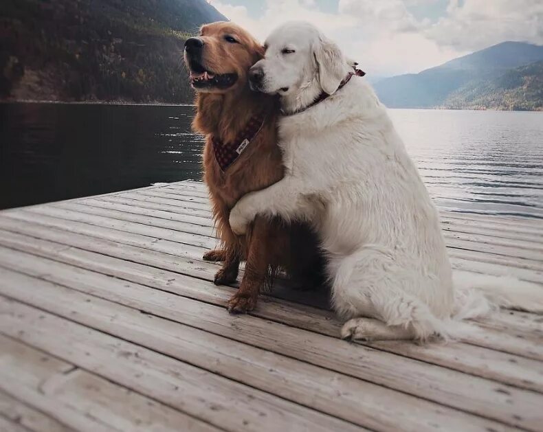 ротвейлер и доберман. картинки на рабочий стол собаки. человек с собакой. рядом с собакой сидела. девушка с собакой в осеннем парке.