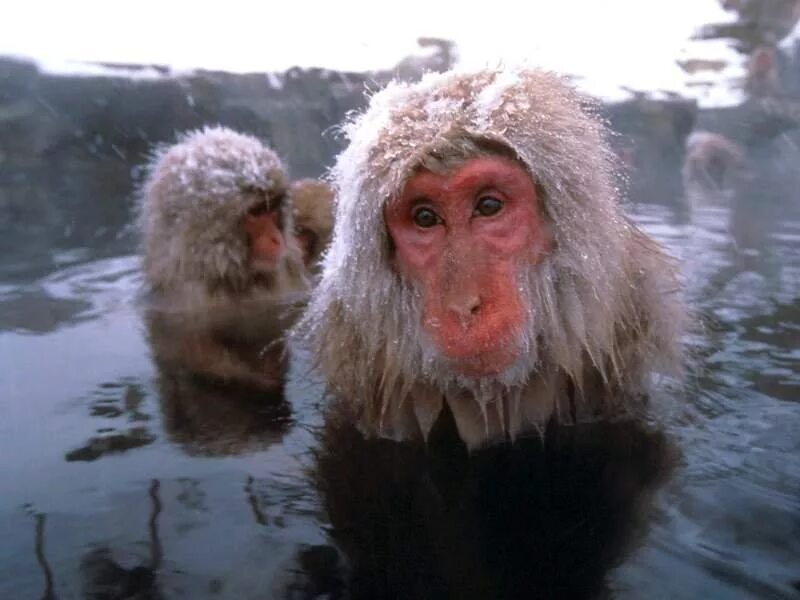 юмор про жару в картинках. не люблю жару. прикольные картинки про жару. ура ура мы идем нырять анекдот. не люблю жару.