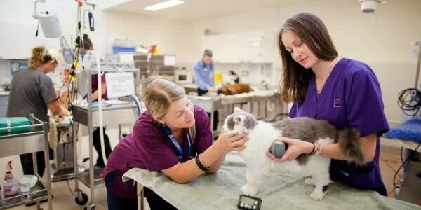 Ветеринарная клиника вешняки. Ветклиника вешняки. Ветклиника вао старый гай 10. Ул. Москва вешняковская улица 12ж ветеринарная клиника акела.