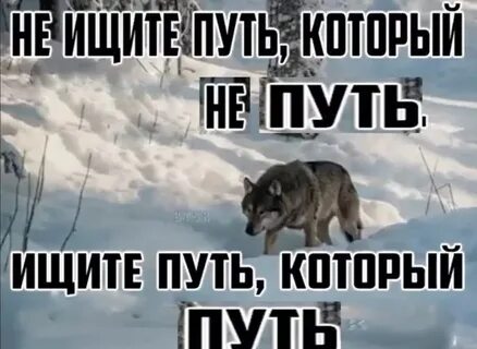 Путь волка