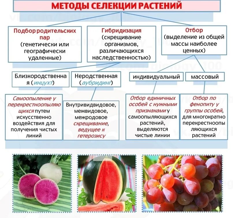 Биотехнология гибридизация. Методы селекции растений животных и микроорганизмов таблица. Таблица основные методы селекции биология 9 класс. Биология метод селекции таблица. Таблица по биологии методы селекции 9 класс.