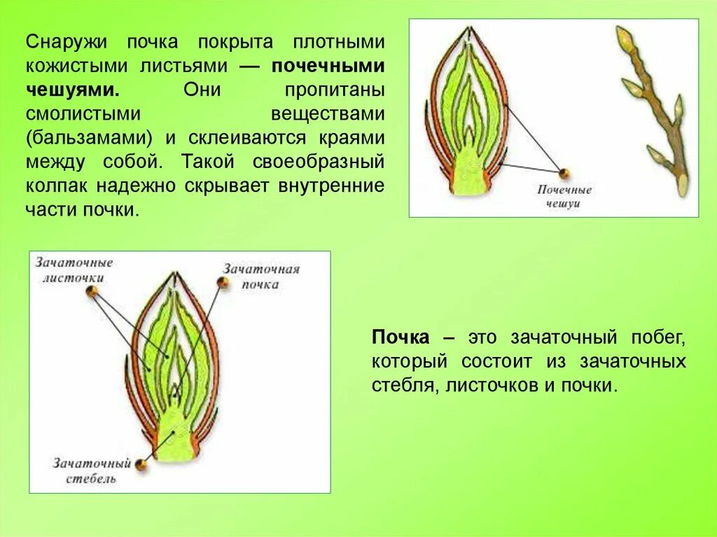 Почему почка побег. Строение почек растений 6 класс биология. Строение почки 6 класс биология. Почка зачаточный побег строение. Строение почек растений 6 класс.