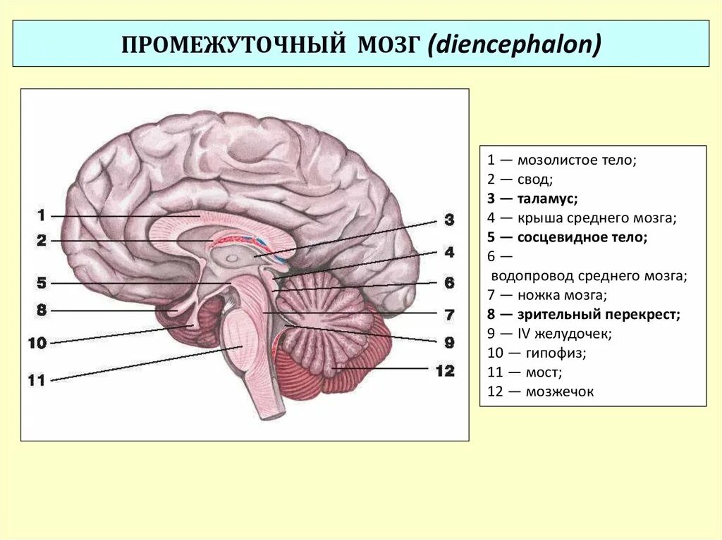 Промежуточный строение и функции. Промежуточный мозг строение. Отделы промежуточного мозга анатомия. Промежуточный мозг анатомия строение. Головной мозг строение промежуточный.