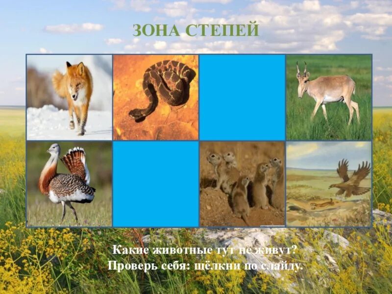 Какие животные являются типичными обитателями зоны степей. Животные зоны степей 4 класс окружающий мир. фауна степи. животные живущие в степи.