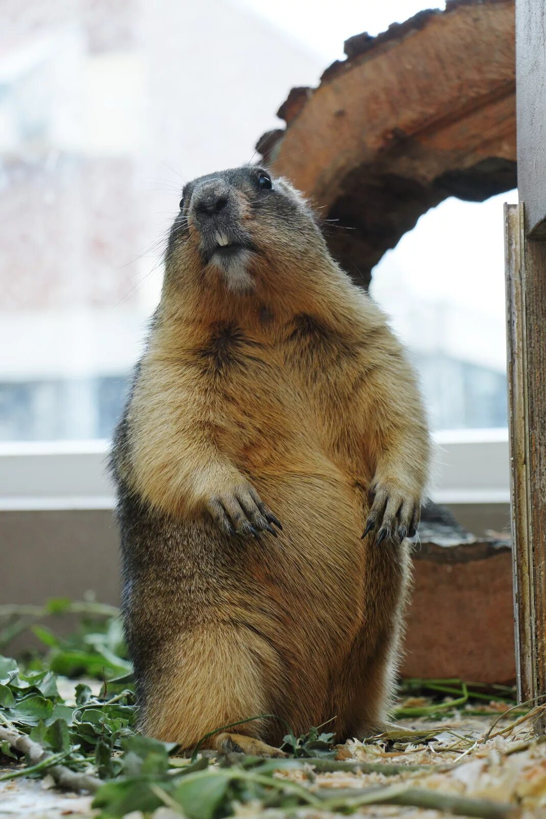 суслик спит зимой. сурок в спячке зимой. сурок впадает в спячку. животное которое впадает в спячку. сурки впадают в зимнюю спячку.