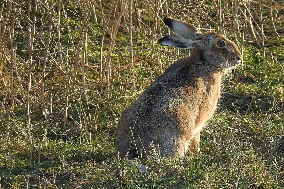 заяц русак (lepus europaeus). заяц русак фото. заяц русак когти. заяц русак в крыму. крымский заяц русак.