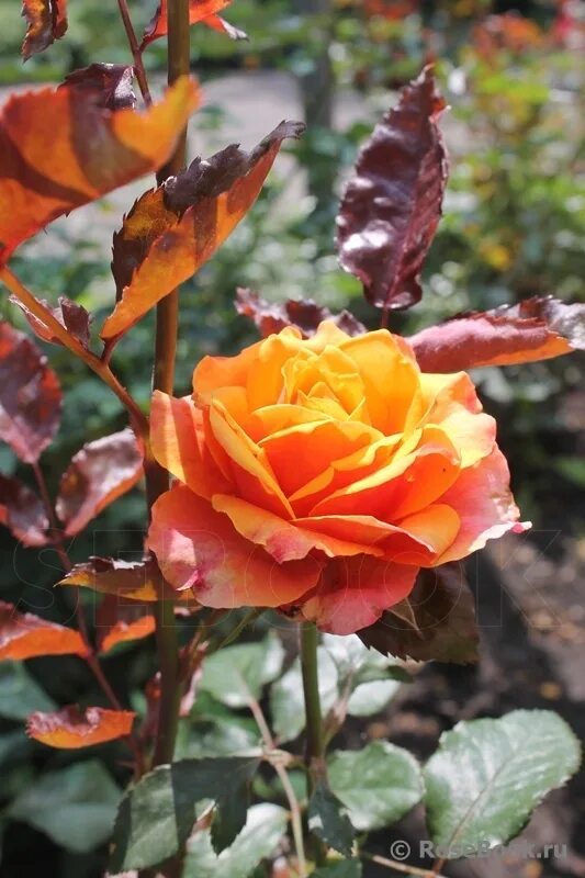 роза черри бренди (cherry brandy). роза черри бренди. роза черри бренди. черри бренди отзывы.