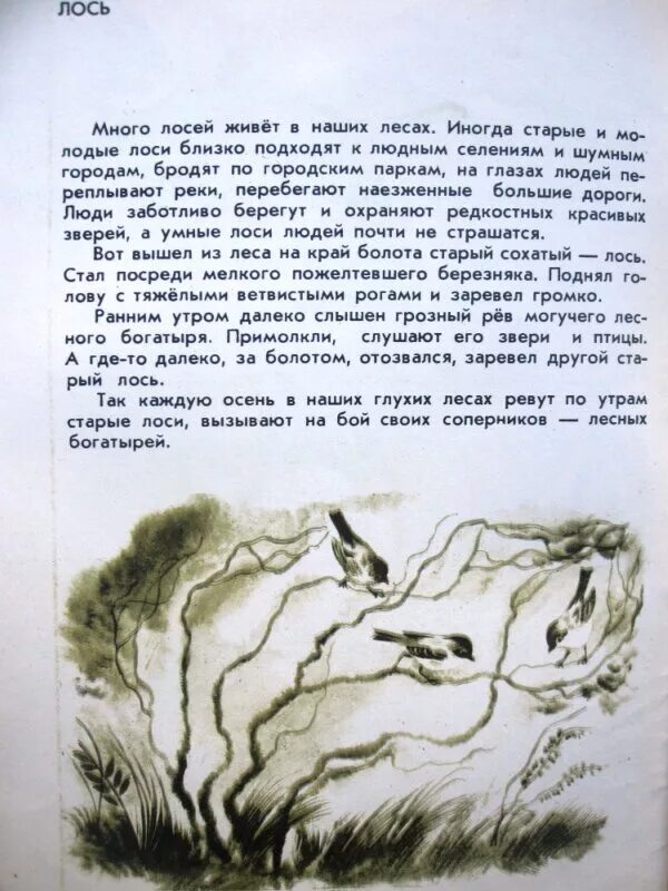 Соколов Микитов много лосей в наших лесах. Диктант Лось. Текст Соколов Микитов. Соколов Микитов Лось. В лесу текст 8 класс русский