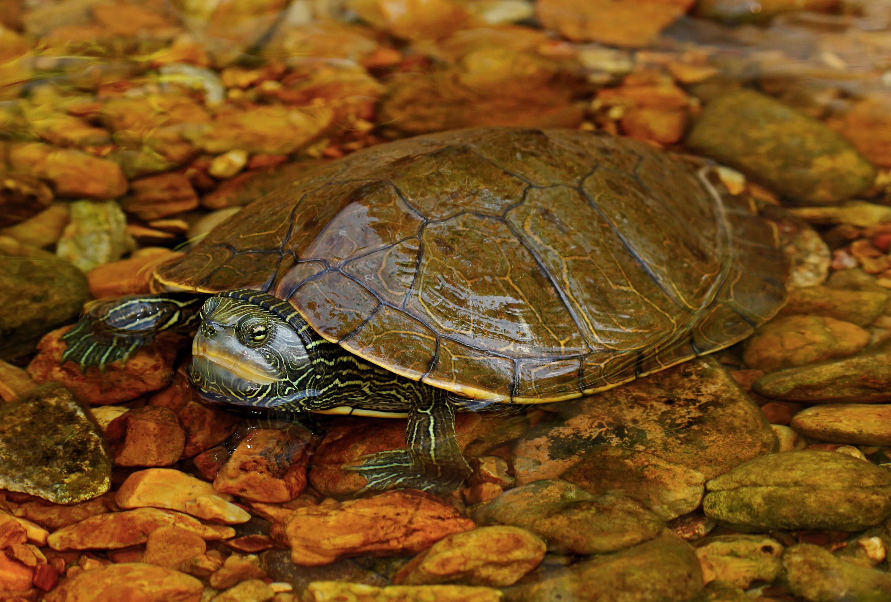 Turtle x. Graptemys nigrinoda. Камберлендская черепаха. Прудовая черепаха Ривза черепаха. Географическая черепаха (Graptemys Geographica).