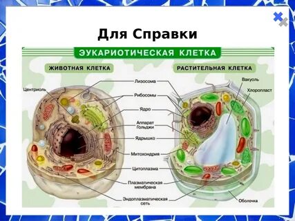 Нарисовать строение растительной и животной клетки