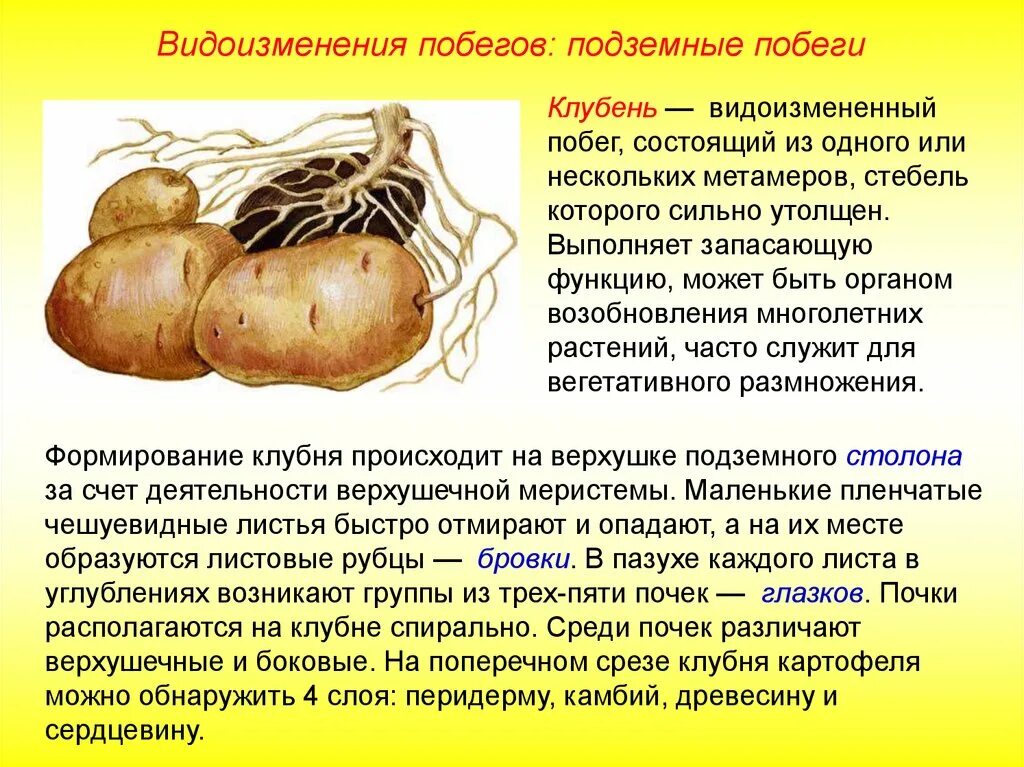 Подземные побеги корневище клубень луковица. Видоизменённый стебель картофеля. Видоизмененные подземные побеги клубень. Подземные видоизменения побегов клубень. Клубень картофеля на раннем этапе своего развития