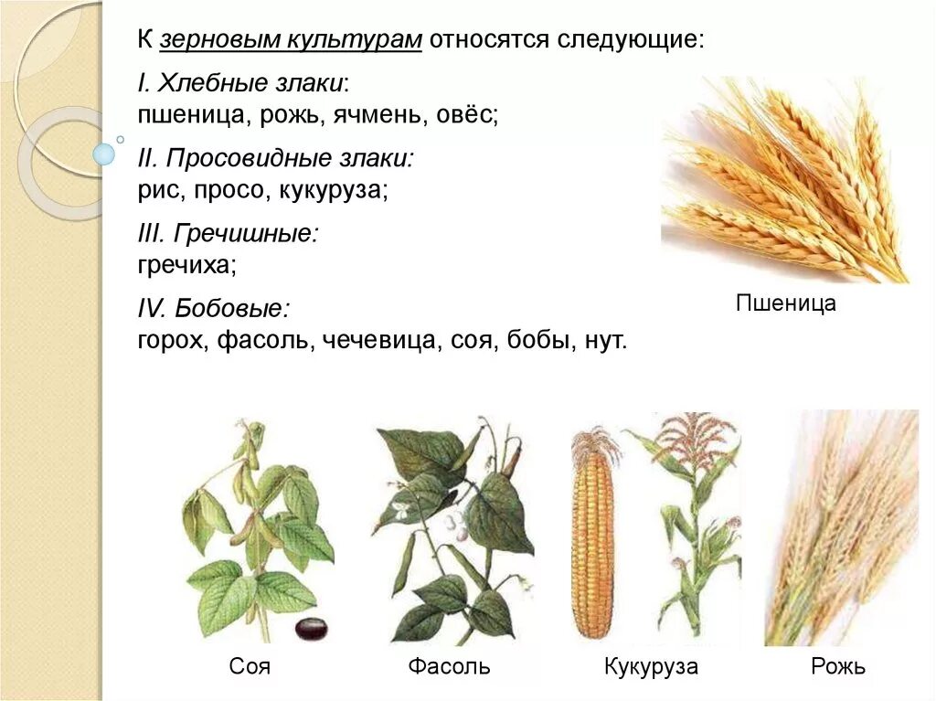 Злаковым является. Пшеница. Рожь. Овес.ячмень. Гречиха. Кукуруза. Просо. Овес пшеница просо ячмень кукуруза. Злаки пшеница, гречиха, овес, ячмень, рис, кукуруза.. Культурные злаки.