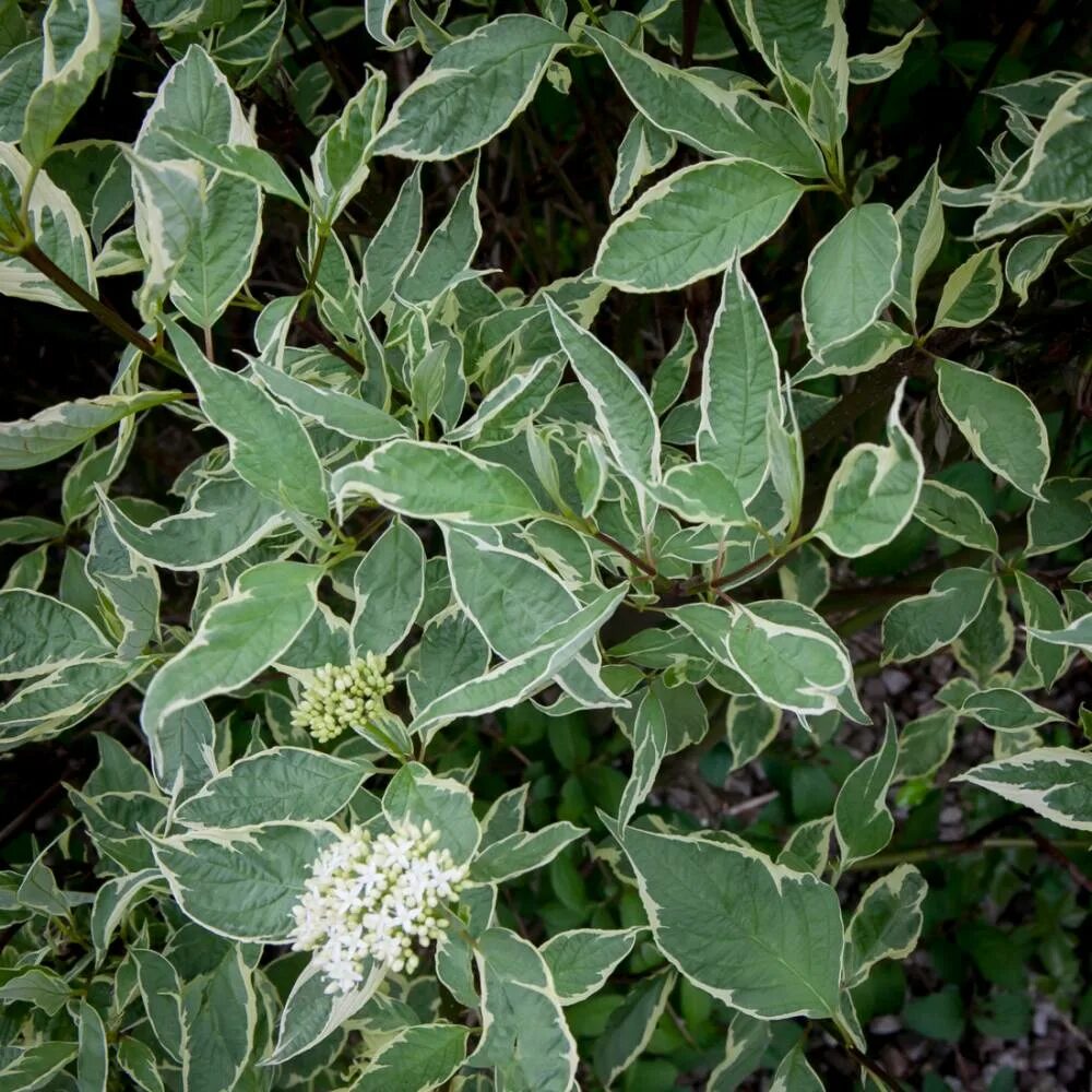 Дерен вариегата сиберика. Дерен сибирика вариегата (cornus alba sibirica variegata). Дерен cornus alba sibirica. Дерен вариегата сиберика. Дерен вариегата сиберика.
