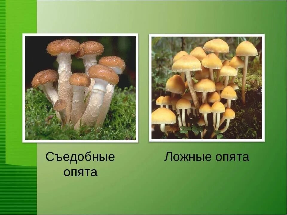 Отличить опенок